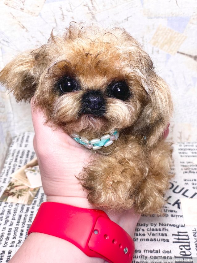 Baby 🐶 — Реалистичные игрушки и звери (Натюр): собаки