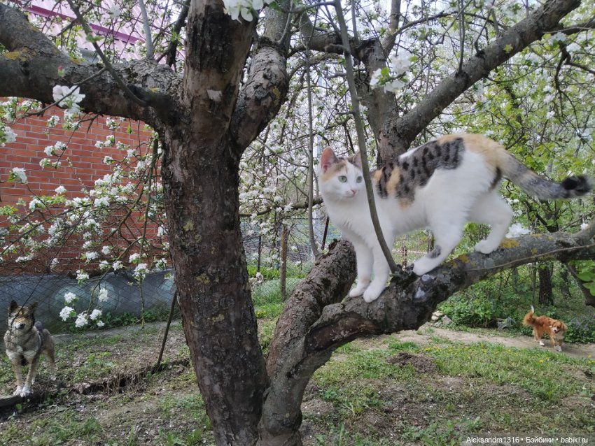 Маленькая весенняя Фея🤍 — Куклы J