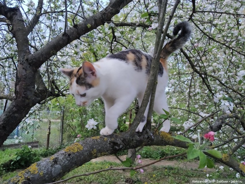 Маленькая весенняя Фея🤍 — Куклы J