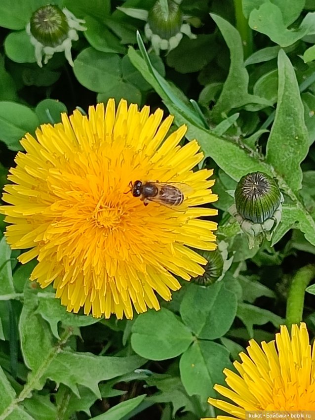 Одуванчик — Куклы Sylvia Natterer (Сильвия Наттерер): Gotz (фото 4)