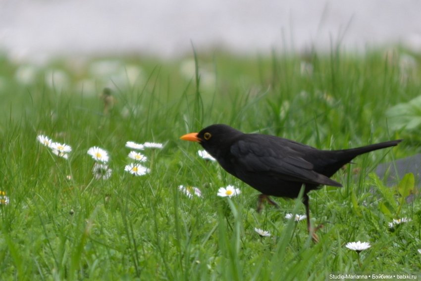 Первая кукла в этом году — Куклы Ruby Red (Руби Ред) Fashion Friends: Siblies