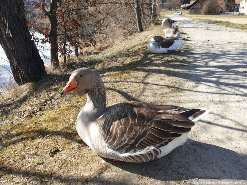 Первая кукла в этом году — Куклы Ruby Red (Руби Ред) Fashion Friends: Siblies