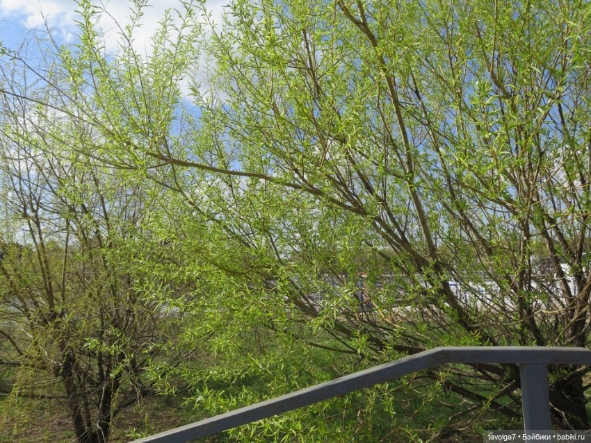 Ruby Red Siblies и весна — Куклы Ruby Red (Руби Ред) Fashion Friends: Siblies (фото 7)