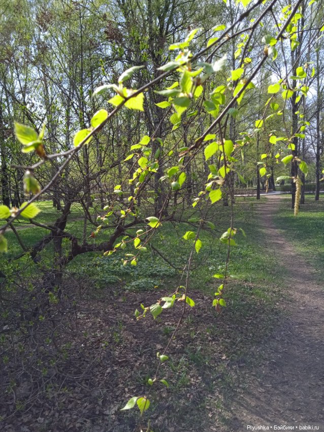Джейки. Прогулка. Сад будущего