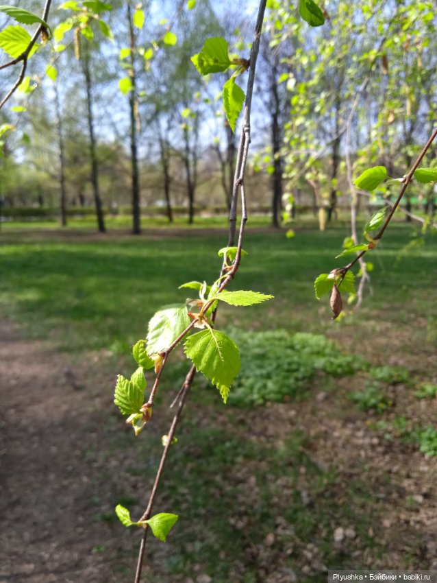 Джейки. Прогулка. Сад будущего