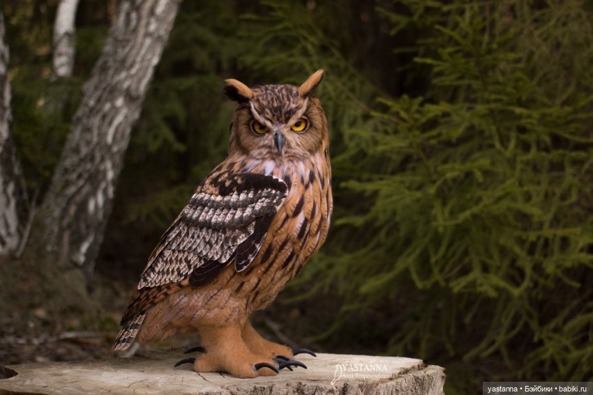 Филин — Валяные игрушки из шерсти: сухое валяние (фото 2)