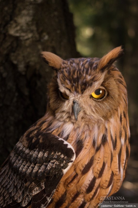 Филин — Валяные игрушки из шерсти: сухое валяние