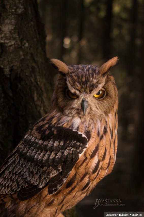 Филин — Валяные игрушки из шерсти: сухое валяние