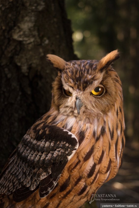 Филин — Валяные игрушки из шерсти: сухое валяние