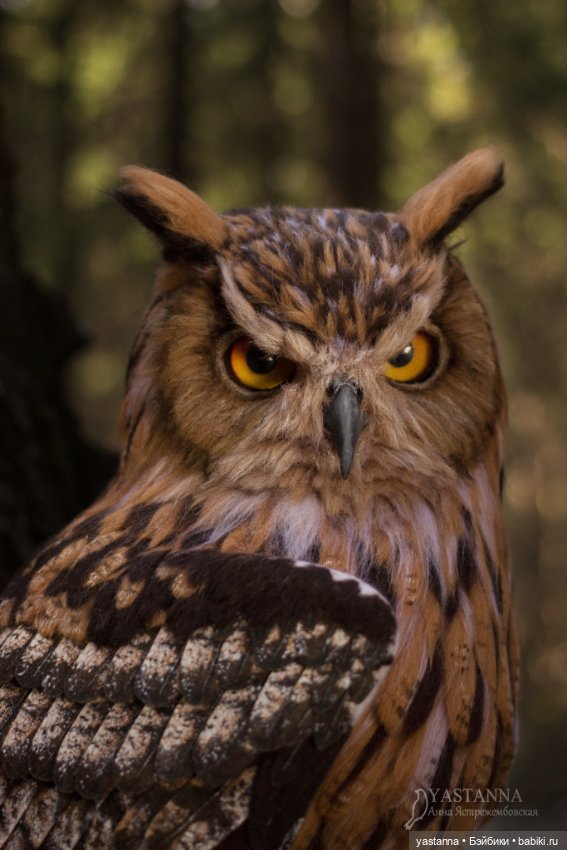 Филин — Валяные игрушки из шерсти: сухое валяние