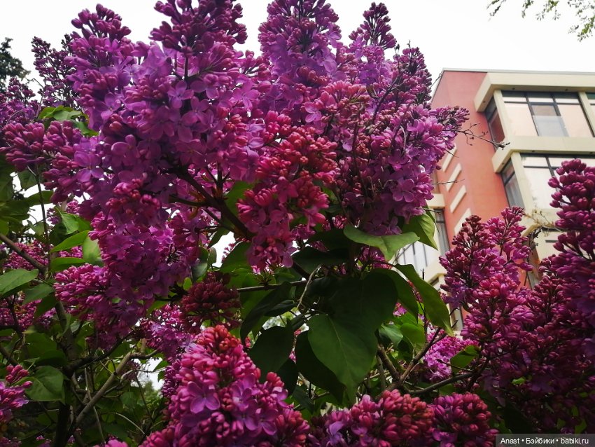 Расцвела в Волгограде сирень (фото 8)