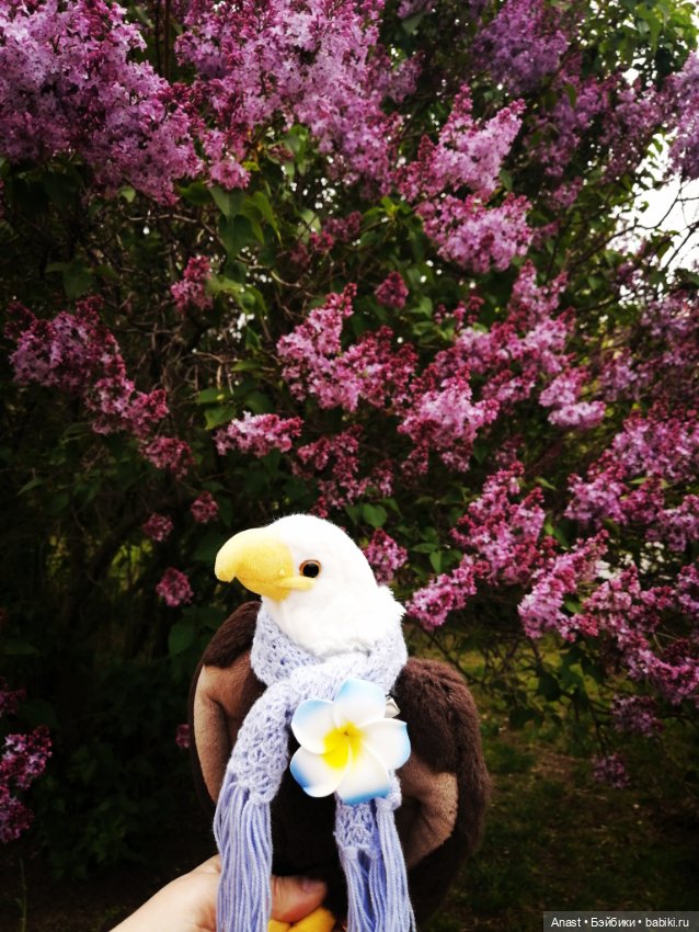 Расцвела в Волгограде сирень