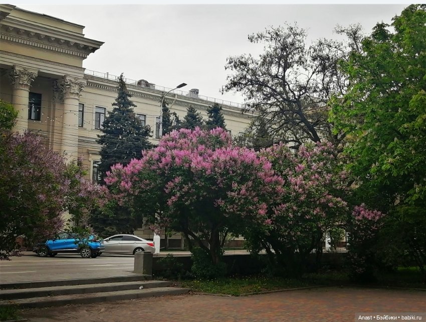 Расцвела в Волгограде сирень