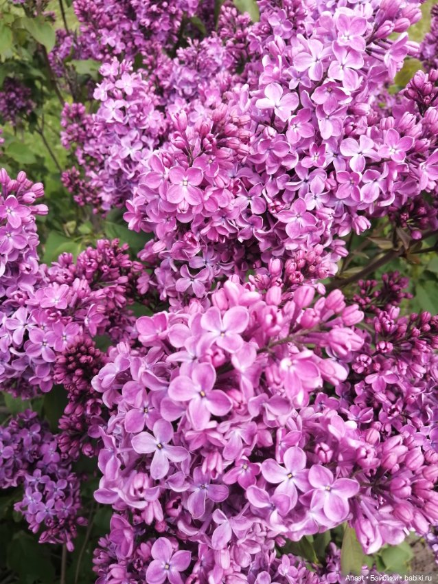 Расцвела в Волгограде сирень (фото 2)