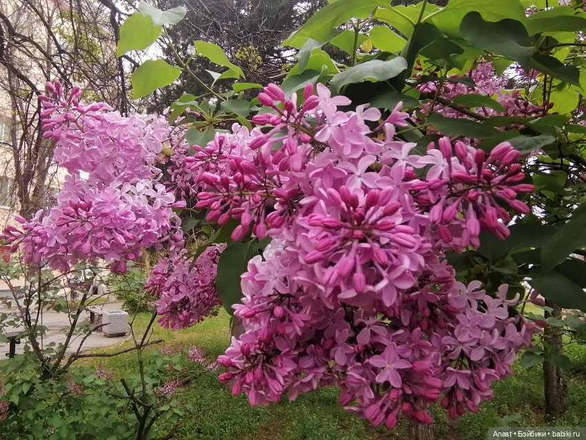 Расцвела в Волгограде сирень