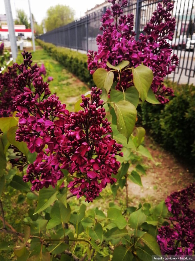 Расцвела в Волгограде сирень (фото 4)