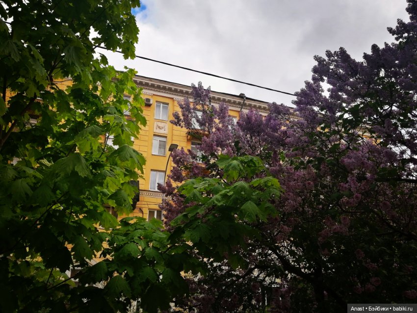 Расцвела в Волгограде сирень