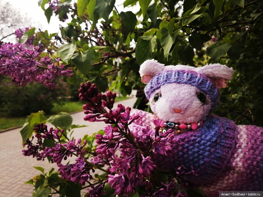 Расцвела в Волгограде сирень (фото 9)