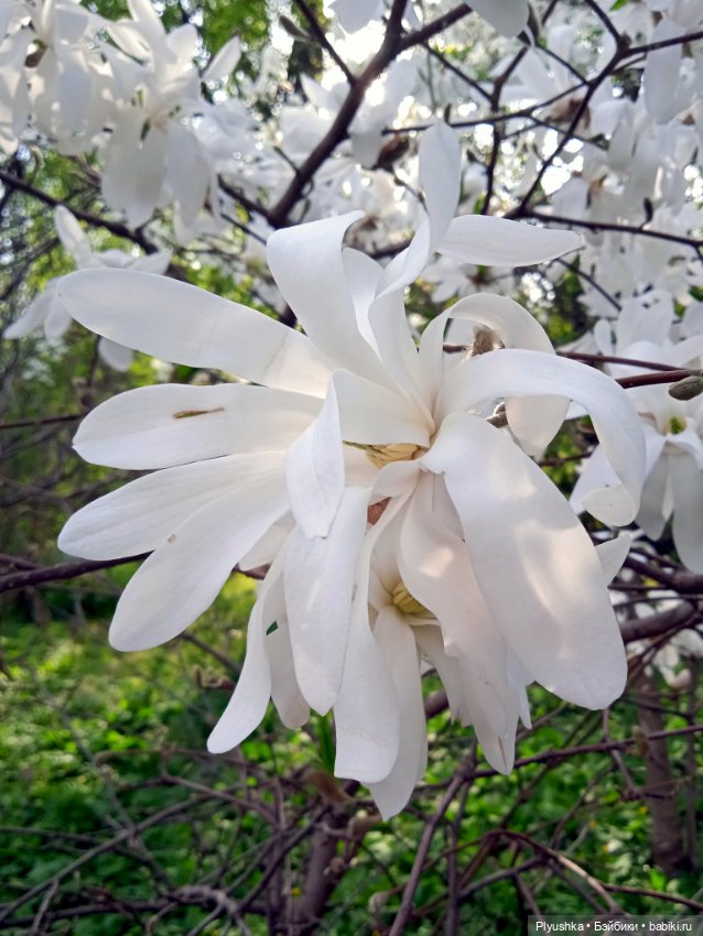 Касуми. Аптекарский огород. Цветочки-и-ии