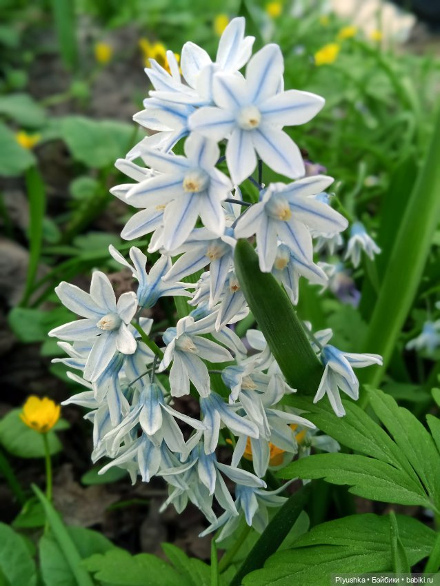 Касуми. Аптекарский огород. Цветочки-и-ии