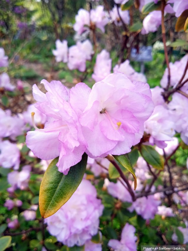 Касуми. Аптекарский огород. Цветочки-и-ии
