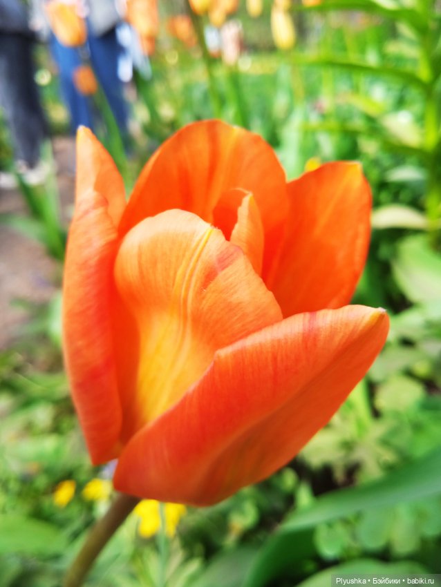 Касуми. Аптекарский огород. Цветочки-и-ии