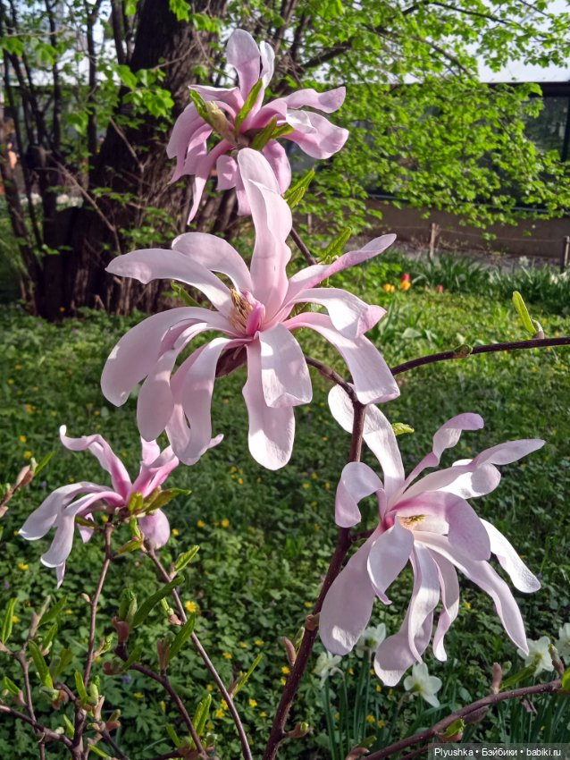 Касуми. Аптекарский огород. Цветочки-и-ии (фото 4)