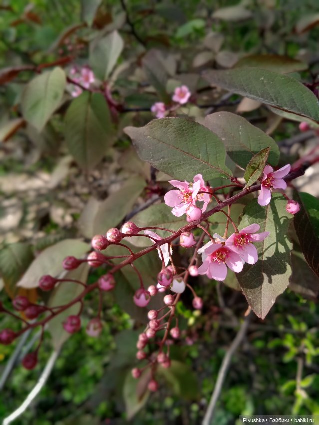 Касуми. Аптекарский огород. Цветочки-и-ии