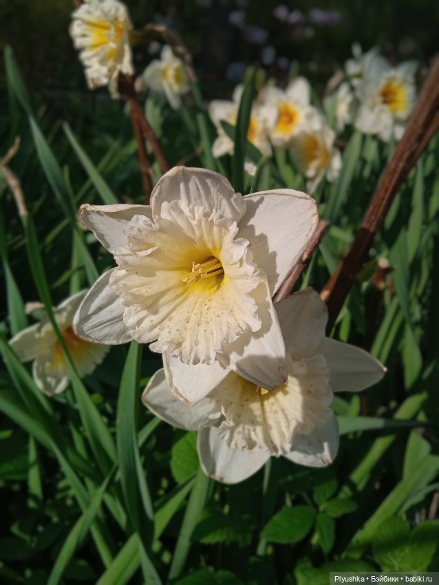 Касуми. Аптекарский огород. Цветочки-и-ии