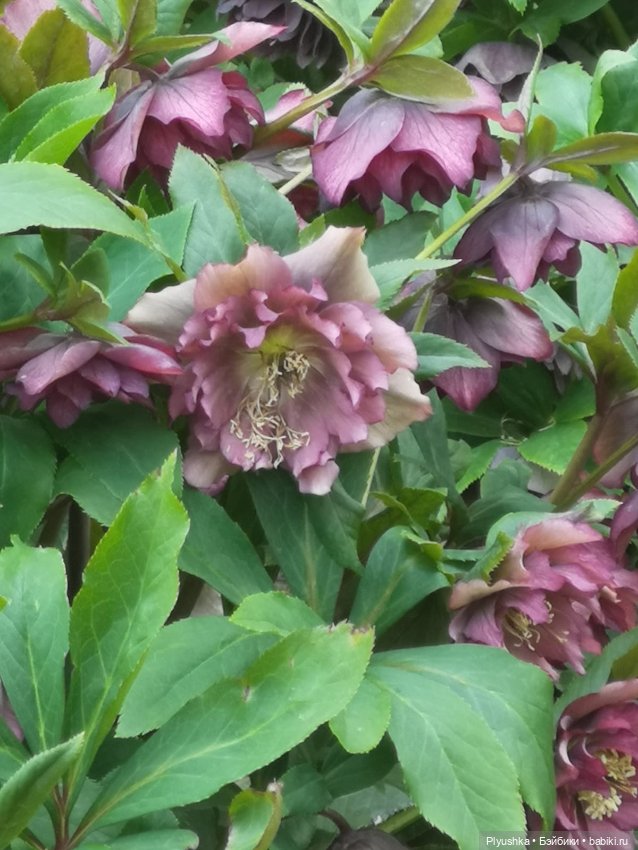 Касуми. Аптекарский огород. Цветочки-и-ии