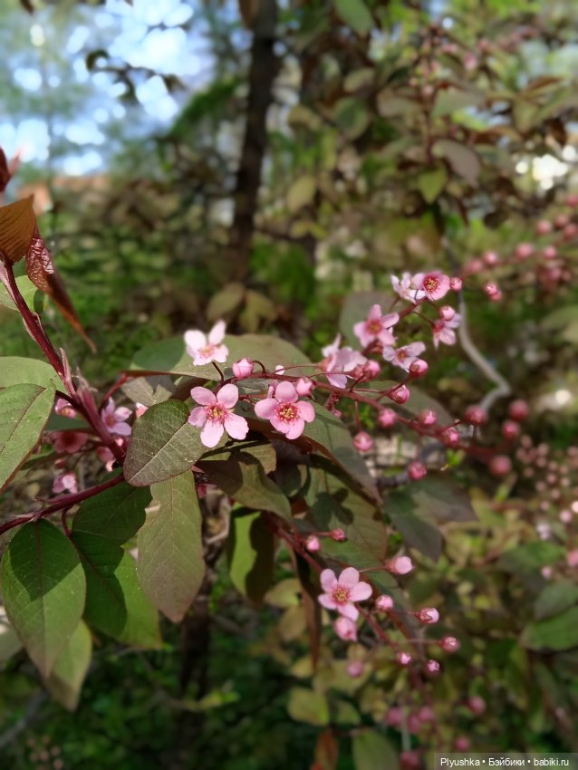 Касуми. Аптекарский огород. Цветочки-и-ии