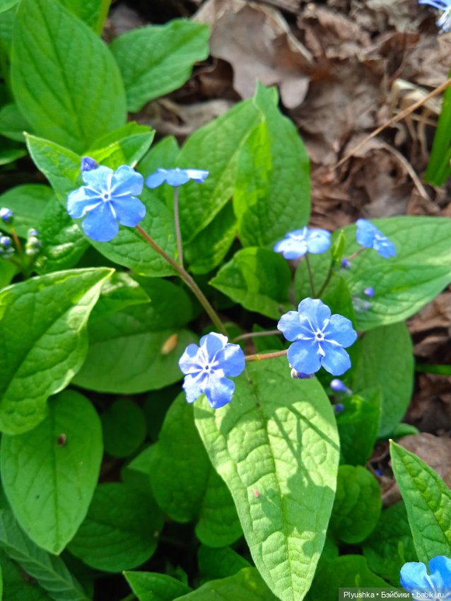 Касуми. Аптекарский огород. Цветочки-и-ии