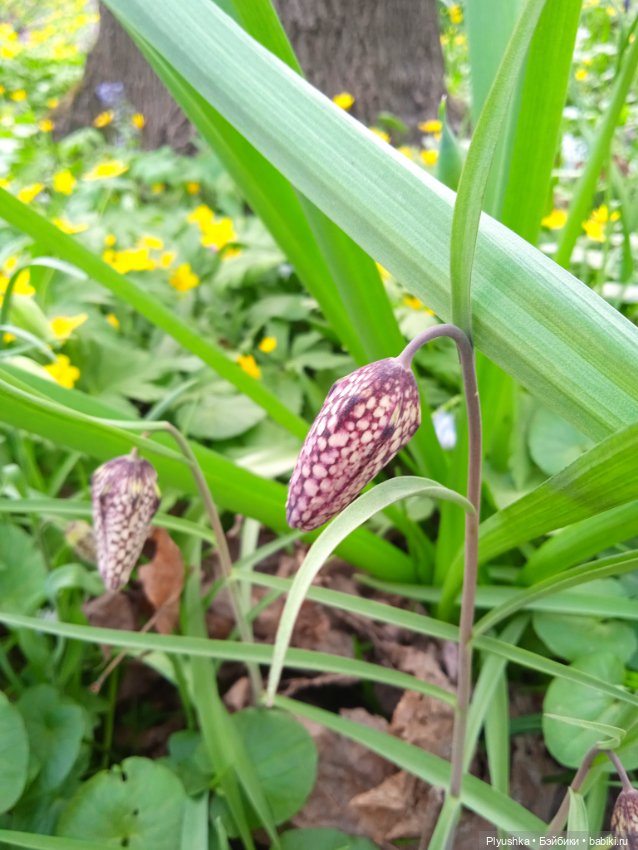 Касуми. Аптекарский огород. Цветочки-и-ии