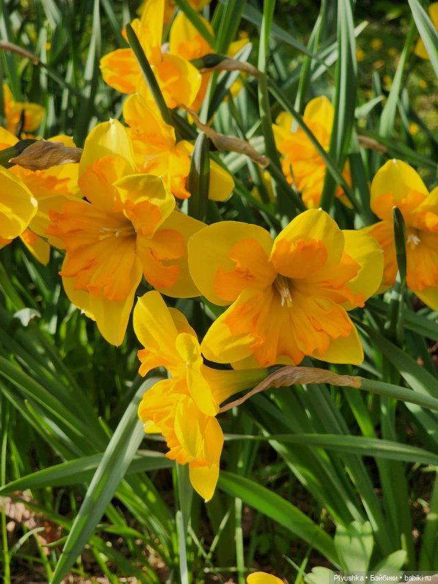 Касуми. Аптекарский огород. Цветочки-и-ии