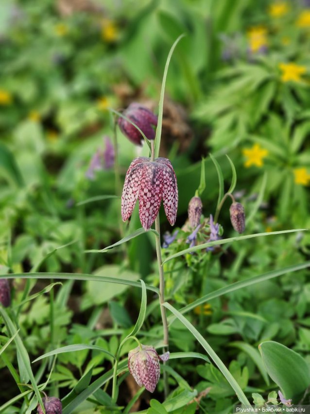 Касуми. Аптекарский огород. Цветочки-и-ии