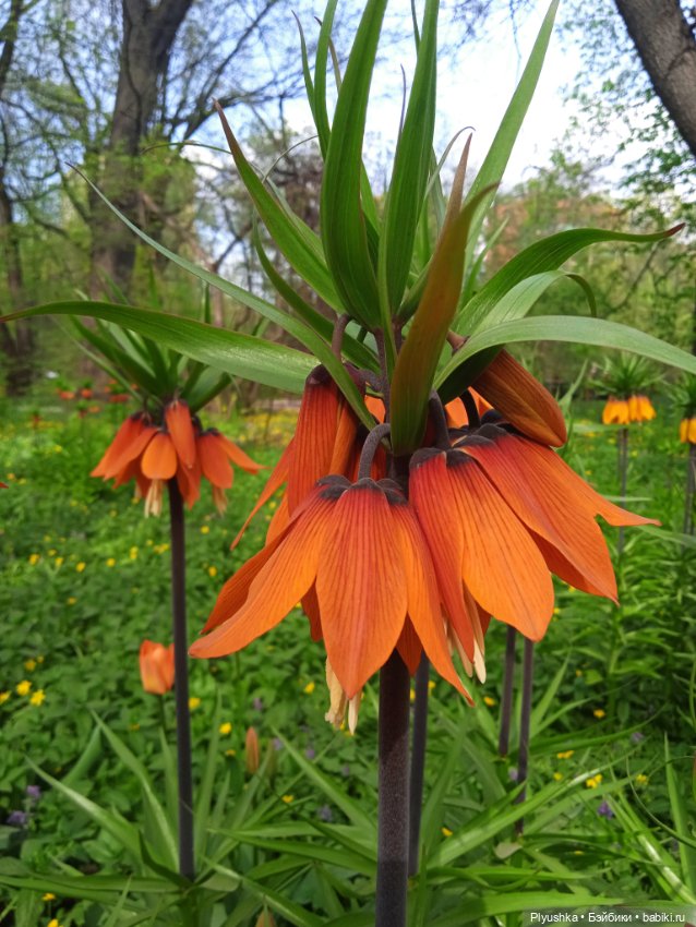 Касуми. Аптекарский огород. Цветочки-и-ии