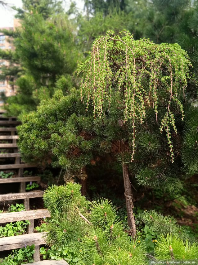 Касуми. Аптекарский огород. Цветочки-и-ии (фото 7)