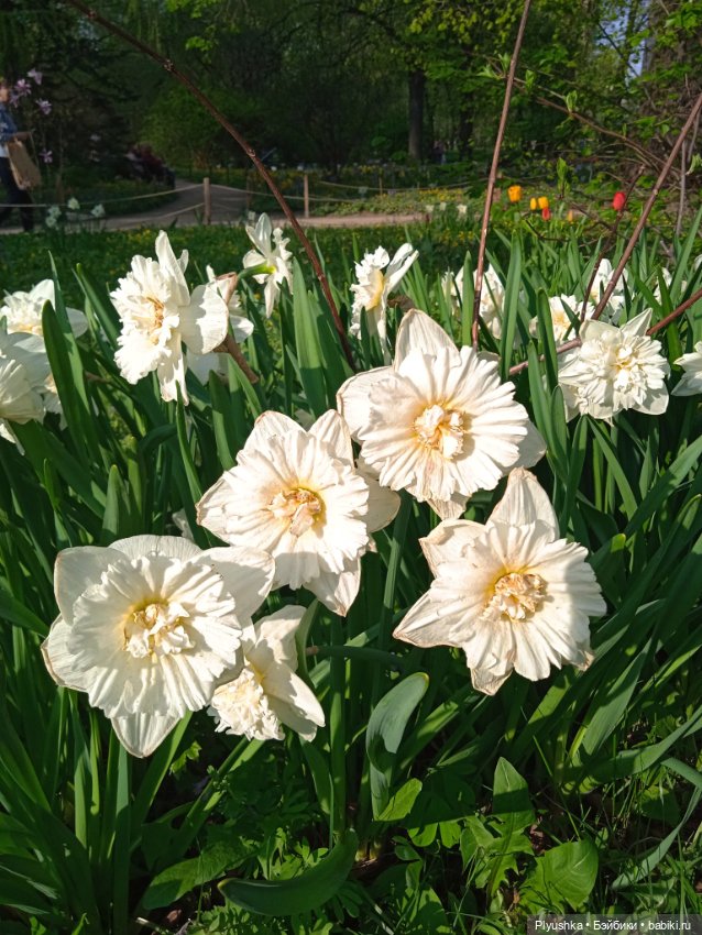 Касуми. Аптекарский огород. Цветочки-и-ии