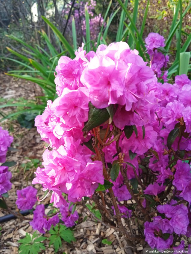 Касуми. Аптекарский огород. Цветочки-и-ии