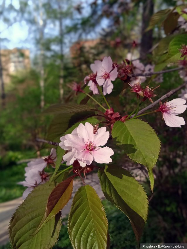Касуми. Аптекарский огород. Цветочки-и-ии