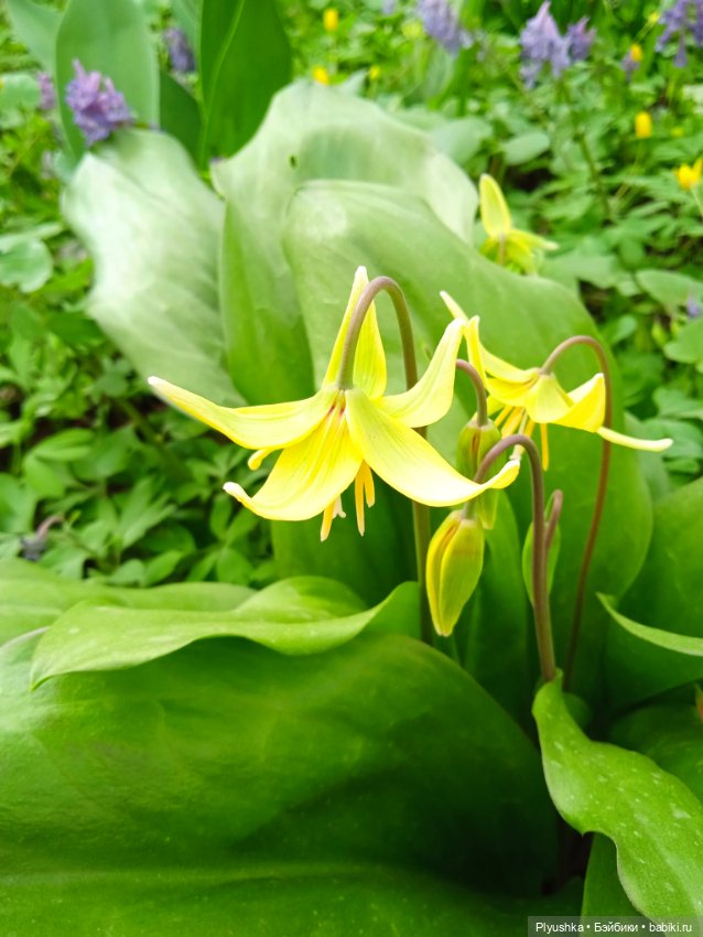 Касуми. Аптекарский огород. Цветочки-и-ии