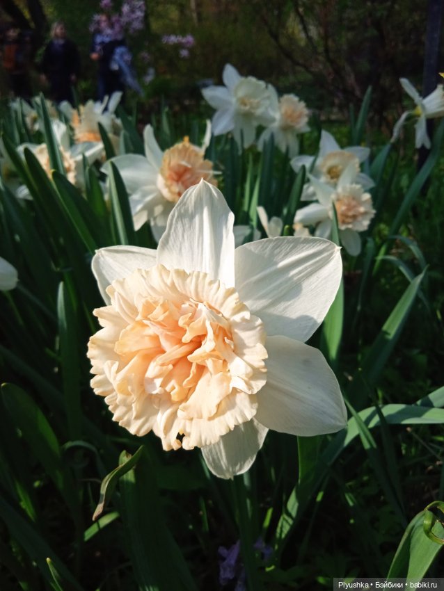 Касуми. Аптекарский огород. Цветочки-и-ии