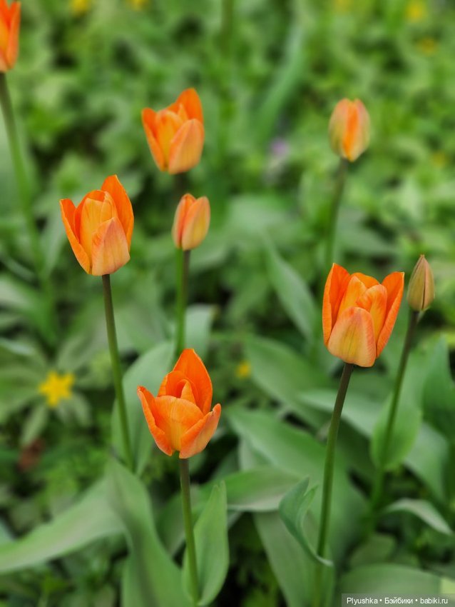 Касуми. Аптекарский огород. Цветочки-и-ии