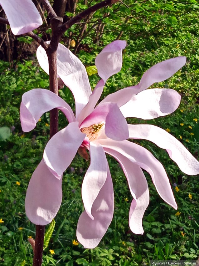 Касуми. Аптекарский огород. Цветочки-и-ии (фото 5)