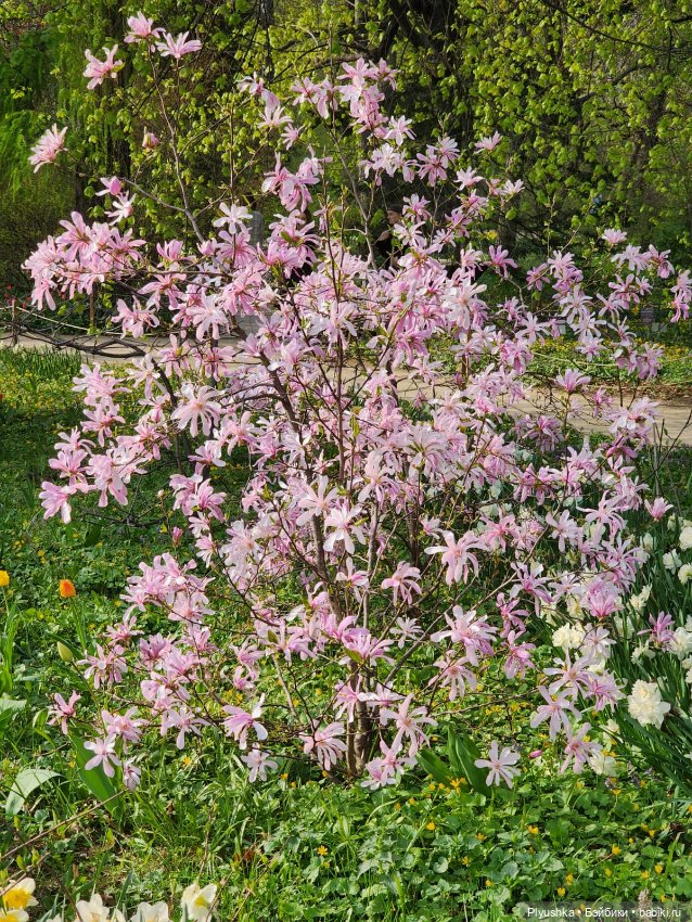 Касуми. Аптекарский огород. Цветочки-и-ии (фото 3)