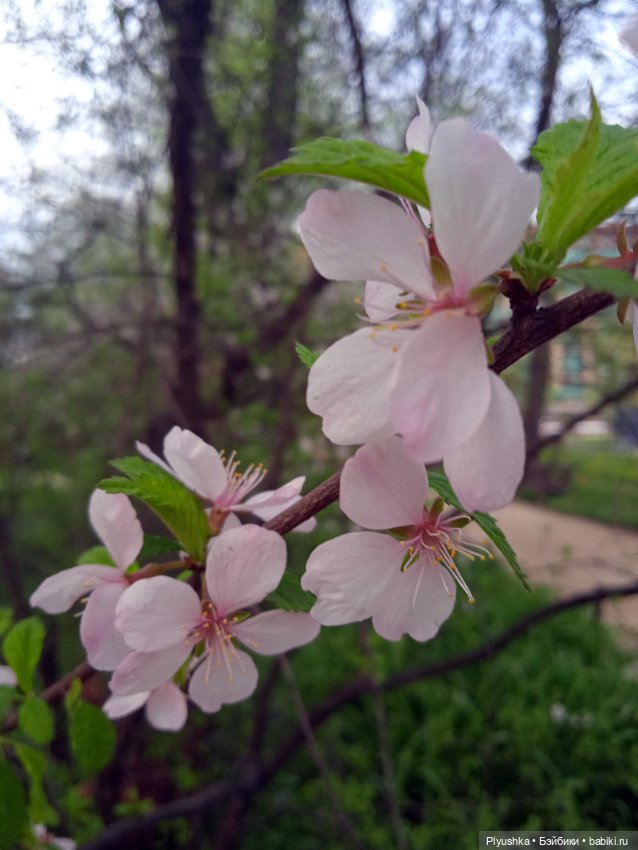 Касуми. Аптекарский огород. Цветочки-и-ии