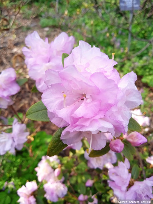 Касуми. Аптекарский огород. Цветочки-и-ии