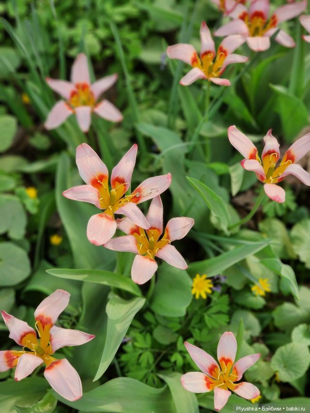Касуми. Аптекарский огород. Цветочки-и-ии