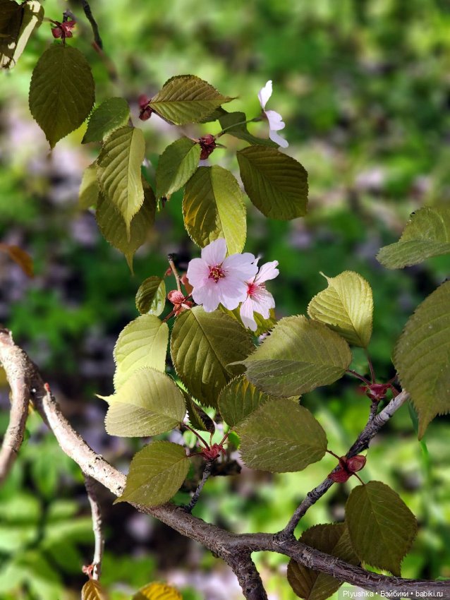 Касуми. Аптекарский огород. Цветочки-и-ии