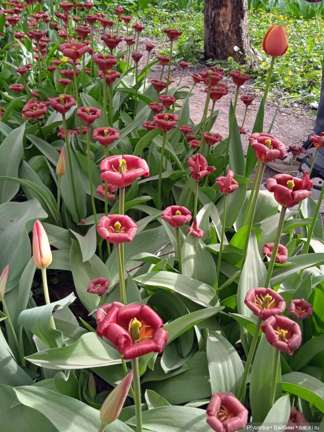 Касуми. Аптекарский огород. Цветочки-и-ии